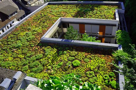 Greenroof landscaping
